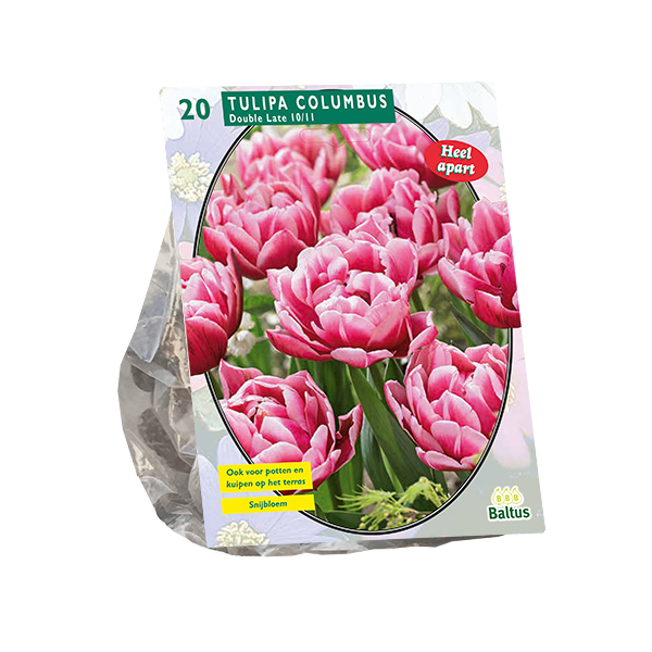 Tulipa Dubbel Laat Columbus per 20