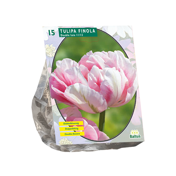 Tulipa Dubbel Laat Finola per 15