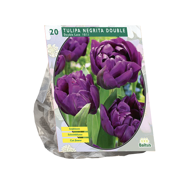 Tulipa Dubbel Laat Negrita Double per 20