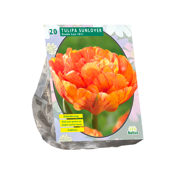 Tulipa Dubbel Laat Sunlover per 20