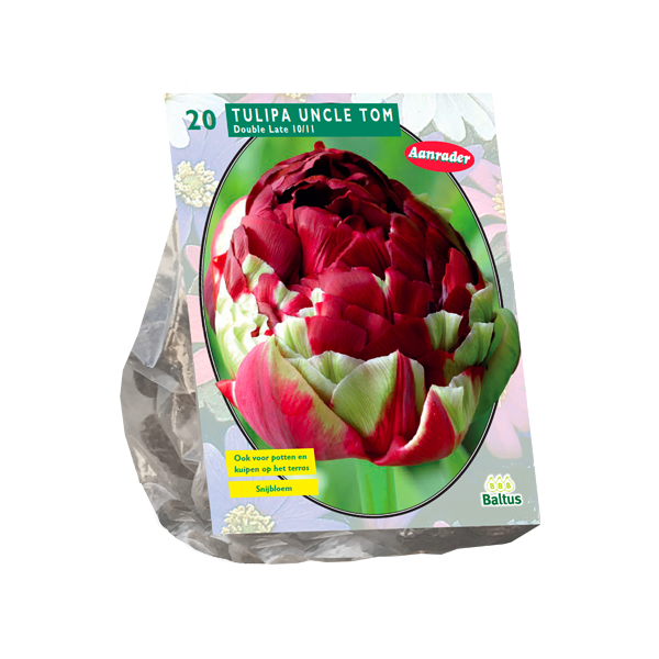 Tulipa Dubbel Laat Uncle Tom per 20