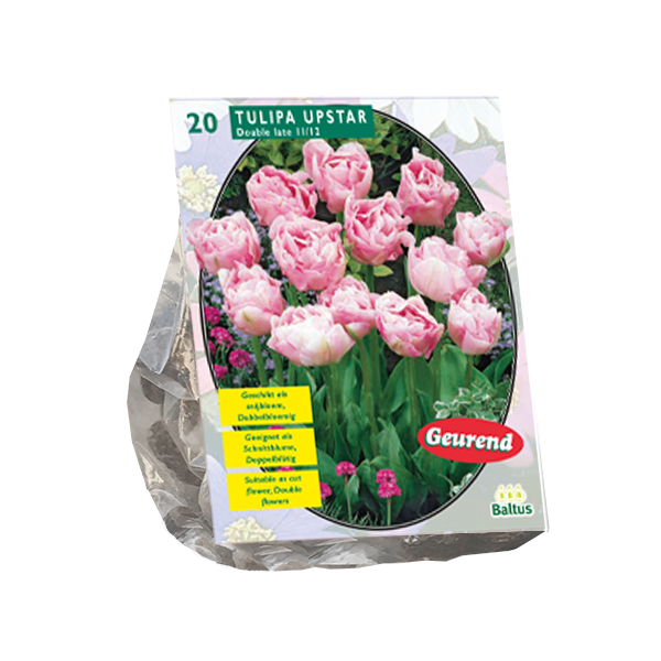 Tulipa Dubbel Laat Upstar per 20