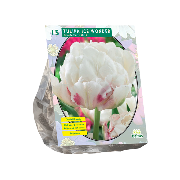 Tulipa Dubbel Vroeg Ice Wonder per 15