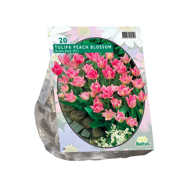 Tulipa Dubbel Vroeg Peach Blossom per 20