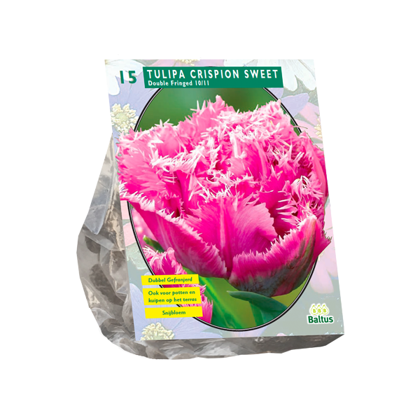 Tulipa Dubbel gefranjerd Crispion Sweet per 15