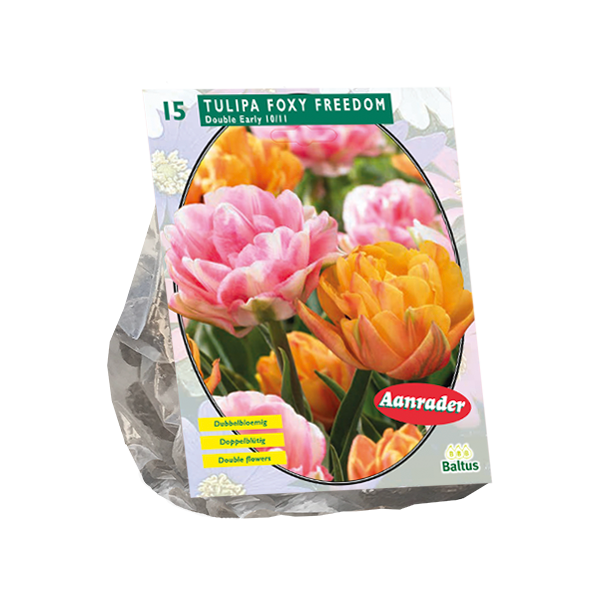 Tulipa Foxy Freedom per 15