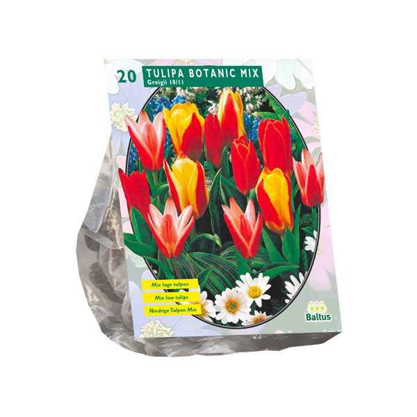 Tulipa Greigii Mix per 20