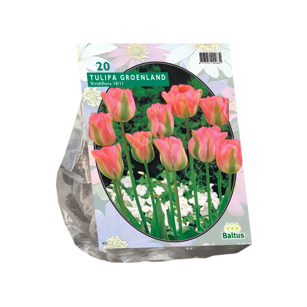 Tulipa Groenland, Viridiflora per 20