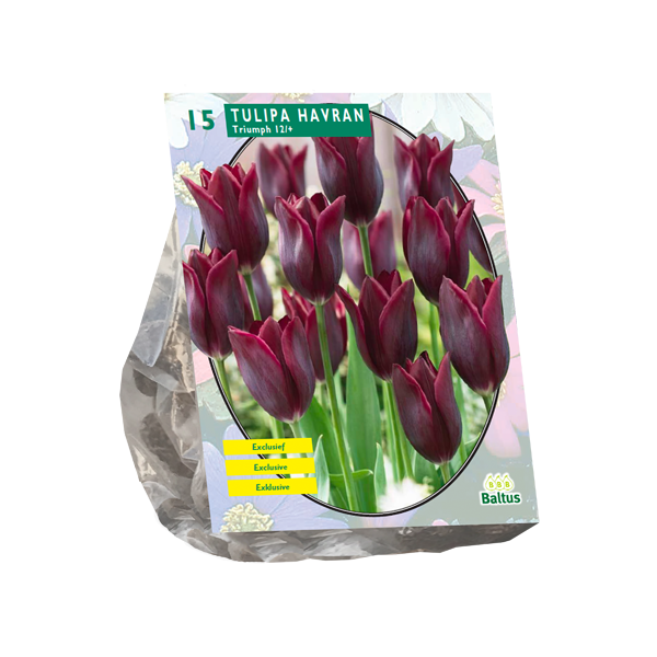 Tulipa Havran, Leliebloemig per 15