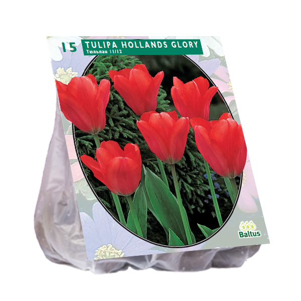 Tulipa Hollands Glorie per 15