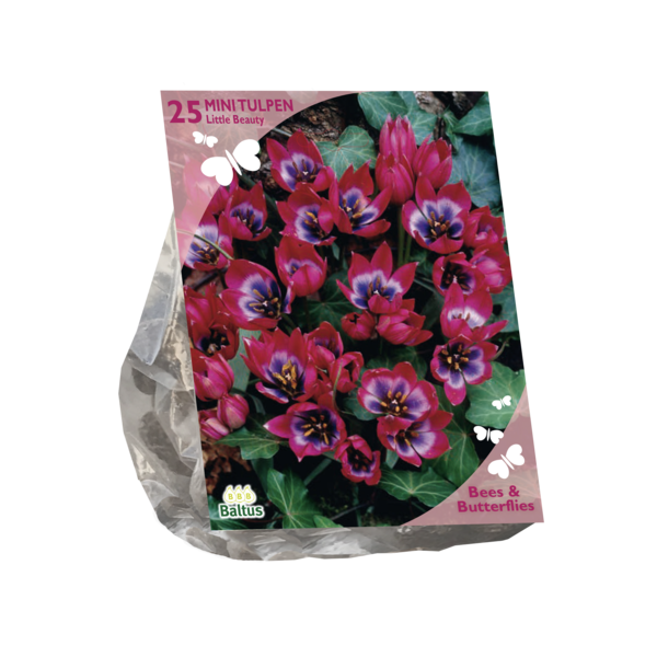 Tulipa Little Beauty per 25