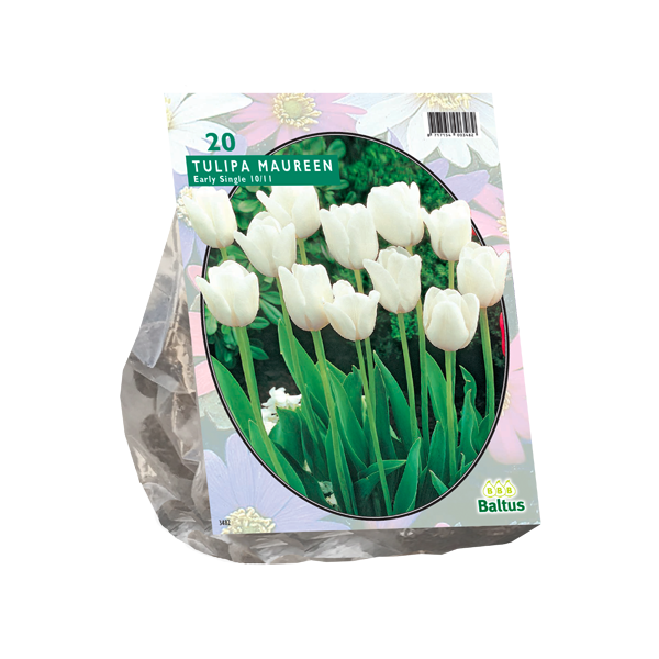 Tulipa Maureen, Enkel Laat per 20