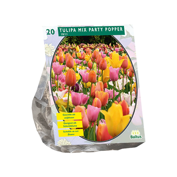 Tulipa Mix Party Popper per 20