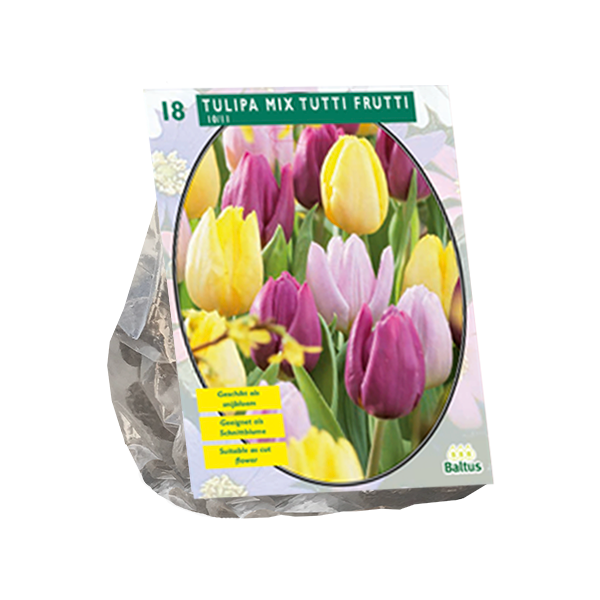 Tulipa Mix Tutti Frutti per 18