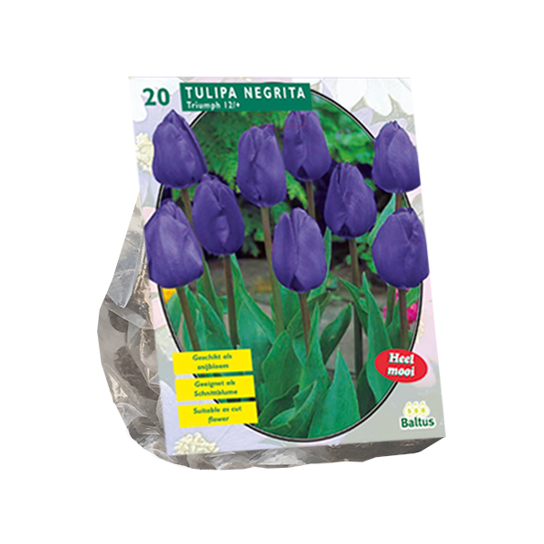 Tulipa Negrita, Triumph per 20