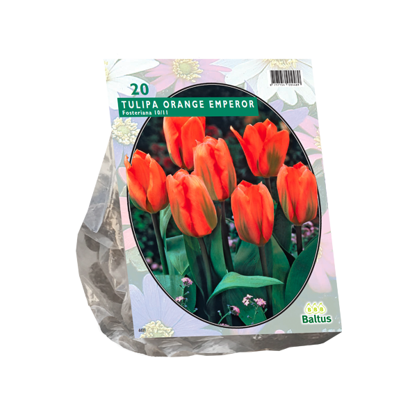 Tulipa Orange Emperor, Fosteriana per 20