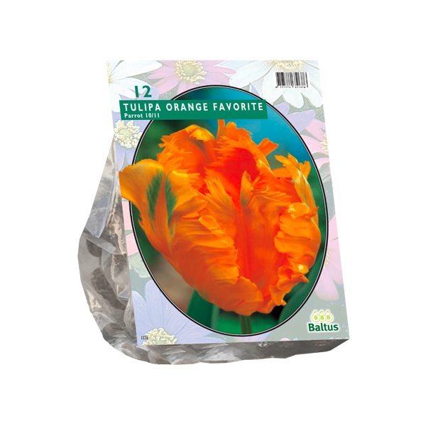 Tulipa Orange Favourite, Parkiet per 12