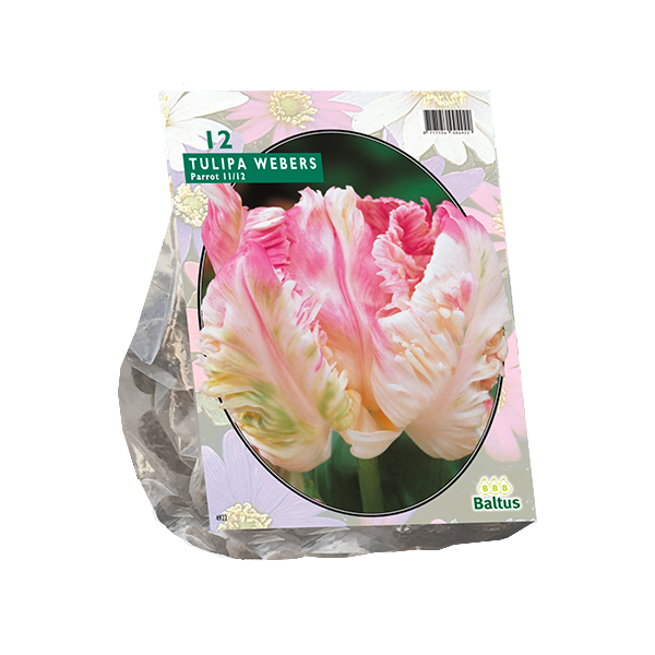 Tulipa Pink Vision, Parkiet per 12