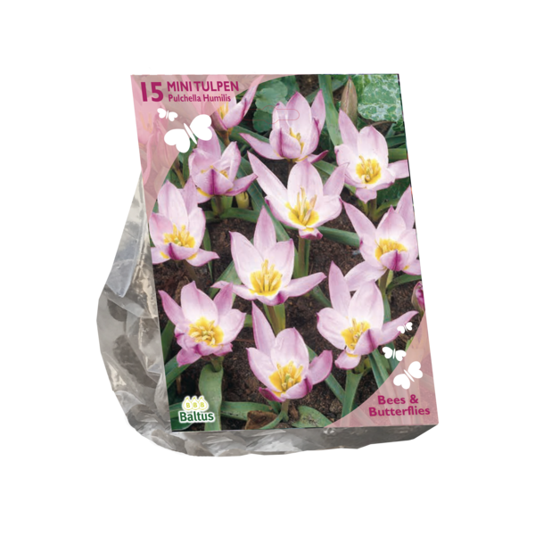 Tulipa Pulchella Humillis per 15