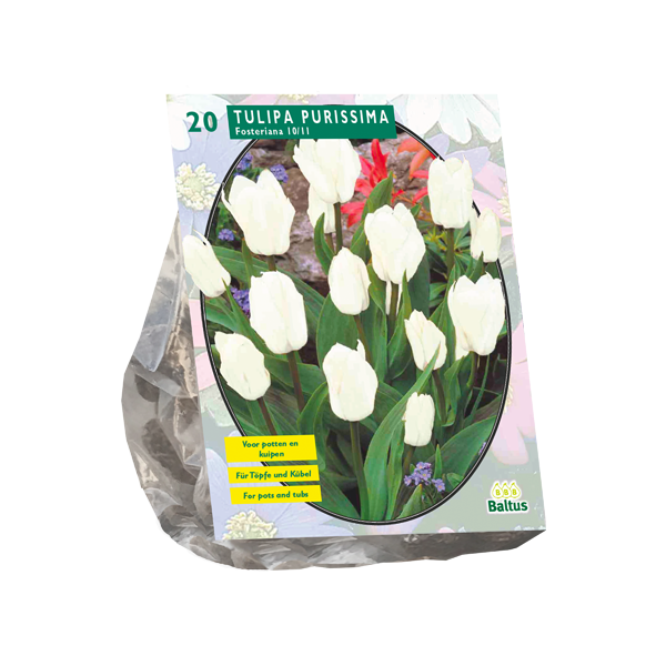 Tulipa Purissima, Fosteriana per 20 