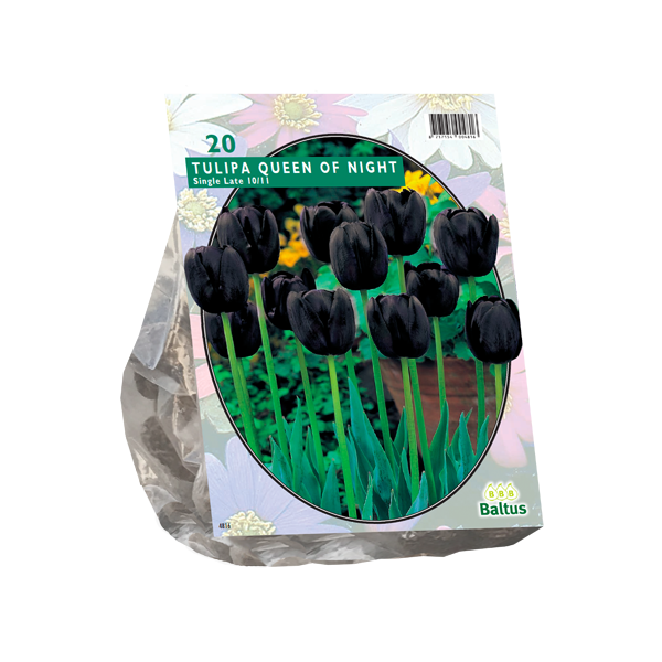 Tulipa Queen of Night, Enkel Laat per 20