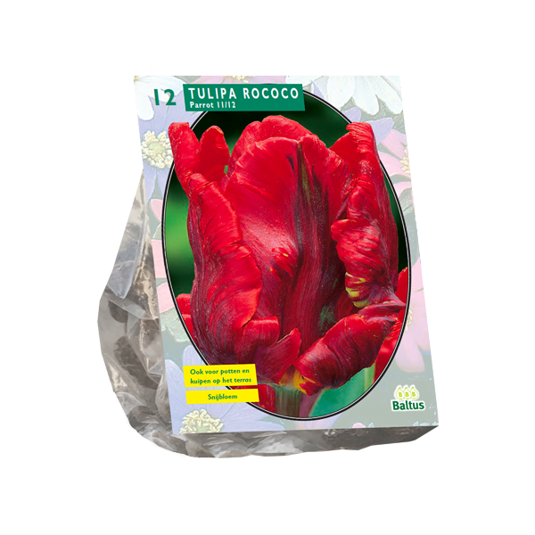 Tulipa Rococo Parrot, Parkiet per 12