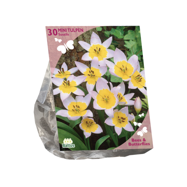 Tulipa Saxatilis per 30