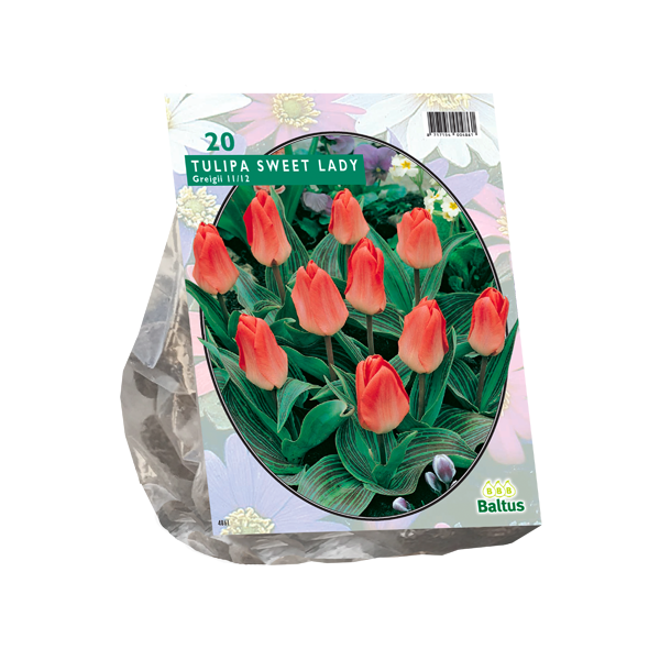 Tulipa Sweet Lady, Greigii per 20