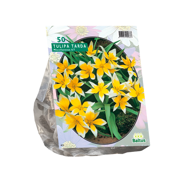 Tulipa Tarda per 50