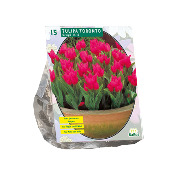 Tulipa Toronto, Greigii per 15