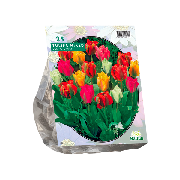 Tulipa Viridiflora Mix per 25