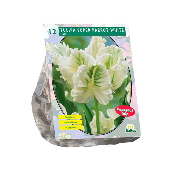 Tulipa White Parrot, Parkiet per 12