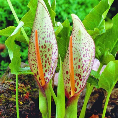 gevlekte-aronskelk-(Arum-maculatum)