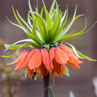 keizerskroon-(Fritillary-imperialis-Aurora)