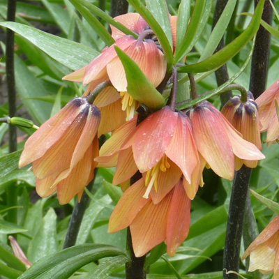 keizerskroon-(Fritillary-imperialis-Early-Fantasy)