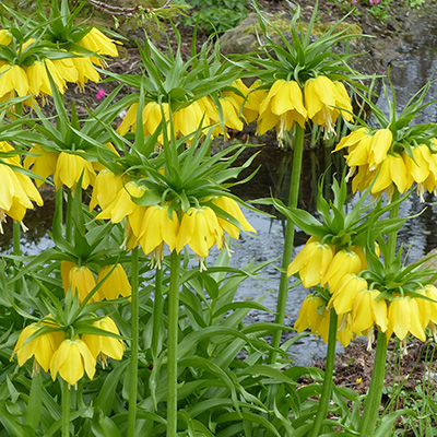 keizerskroon-(Fritillary-imperialis-Lutea)