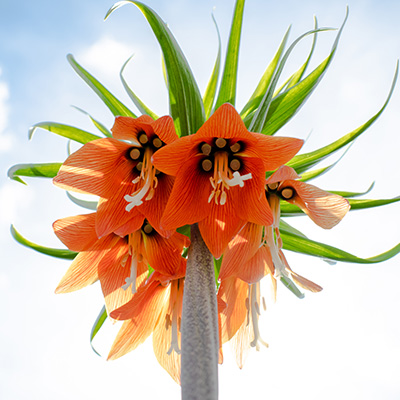 keizerskroon-(Fritillary-imperialis-Rubra-Maxima)