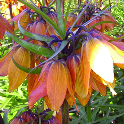 keizerskroon-(Fritillary-imperialis-Satie)