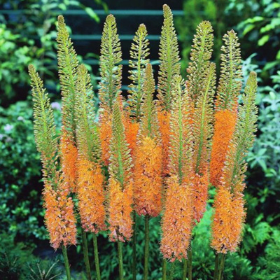 naald-van-Cleopatra-(Eremurus-Cleopatra)