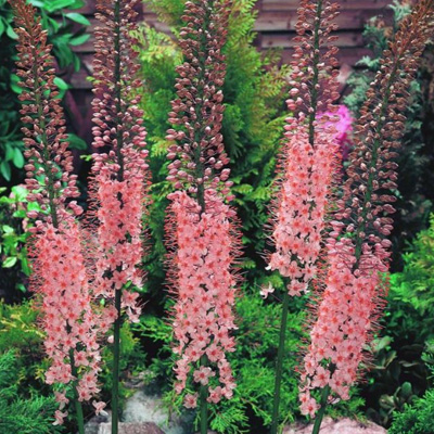 naald-van-Cleopatra-(Eremurus-Robustus)