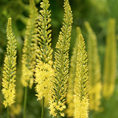 naald-van-Cleopatra-(Eremurus-Tap-Dance)