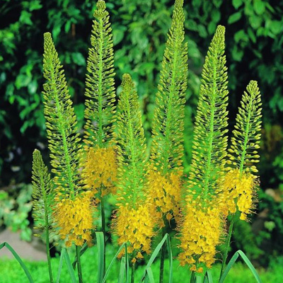 naald-van-Cleopatra-(Eremurus-stenophyllus-bungei)