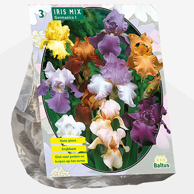 Florentijnse lis (Iris-Germanica-Gemengd-per-3)