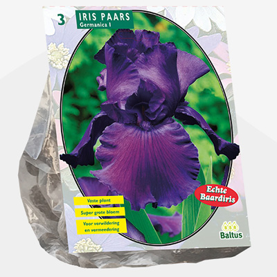 Florentijnse lis (Iris-Germanica-Paars-per-3)