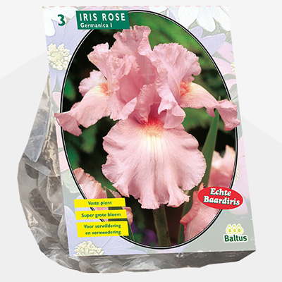 Florentijnse lis (Iris-Germanica-Roze-per-3)