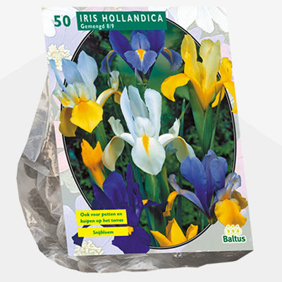 Hollandse iris (Iris-Hollandica-per-50)