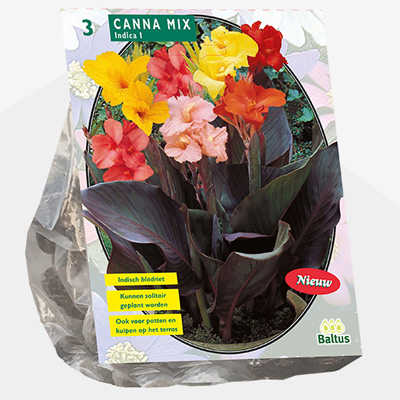 Indisch bloemriet (Canna-Gemengd-per-3)