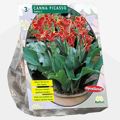 Indisch bloemriet (Canna-Picasso-per-3)