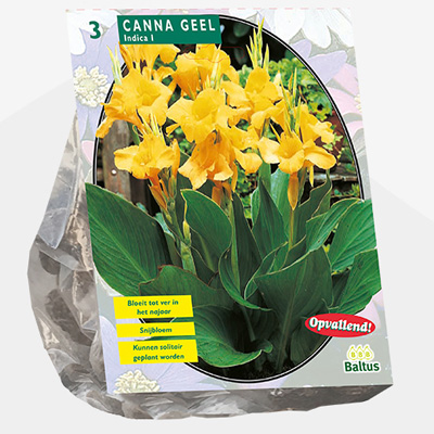 Indisch bloemriet (Canna-groenblad Geel-per-3)