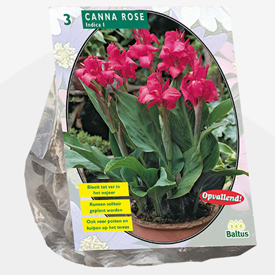 Indisch bloemriet (Canna-groenblad Roze-per-3)